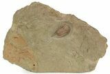 Rare, Apatokephalus Trilobite - Fezouata Formation #227798-1